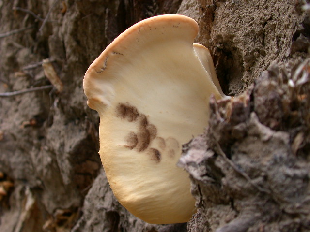 I grandi Funghi: La crescita di Meripilus giganteus